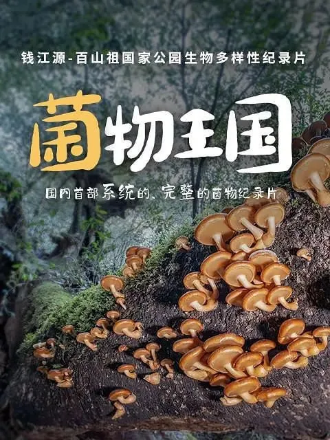 菌物王国 资料